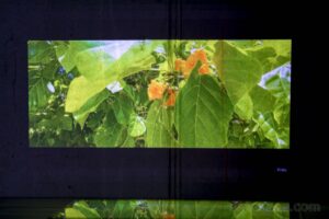 Blackview Active 12 Pro